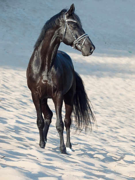 Paard tegen de lucht.