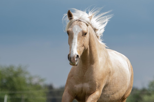Paard tegen een heldere hemel.