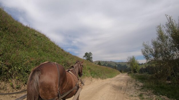 Paard trekt een chaise longue op een onverharde weg op een zonnige dag