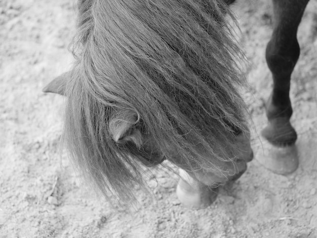 Foto paard van boven.