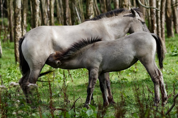 Paard voedt jong dier op het veld