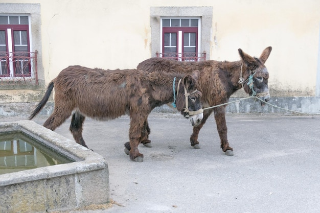 Foto paard voor een gebouwde structuur