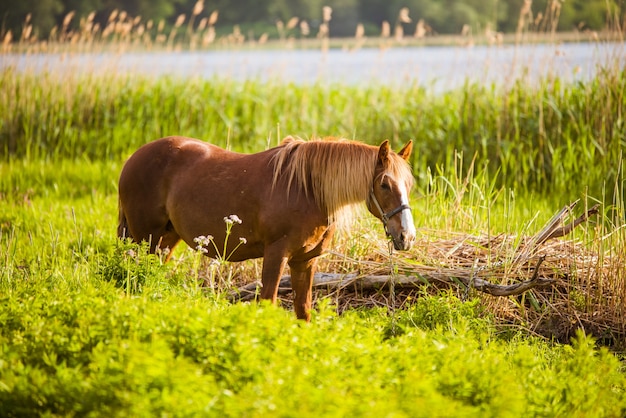 Paard vrij grazen in een landelijke scène met een rivier