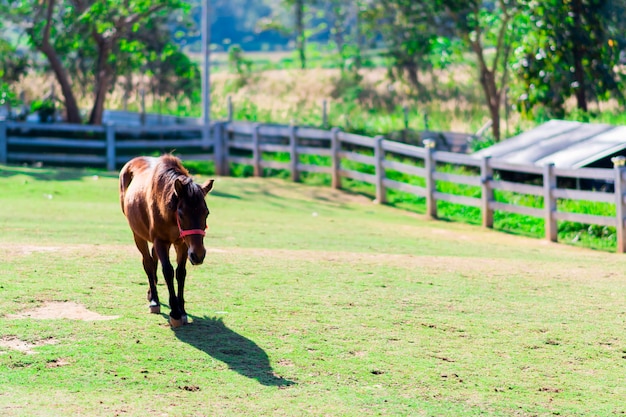 Paard wandelen in boerderij