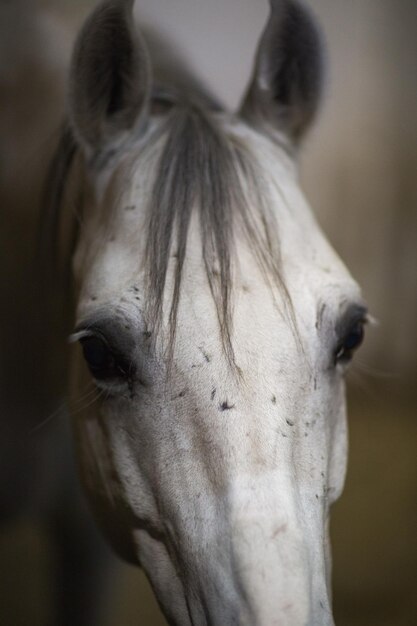 Paard witte kleur close-up portret