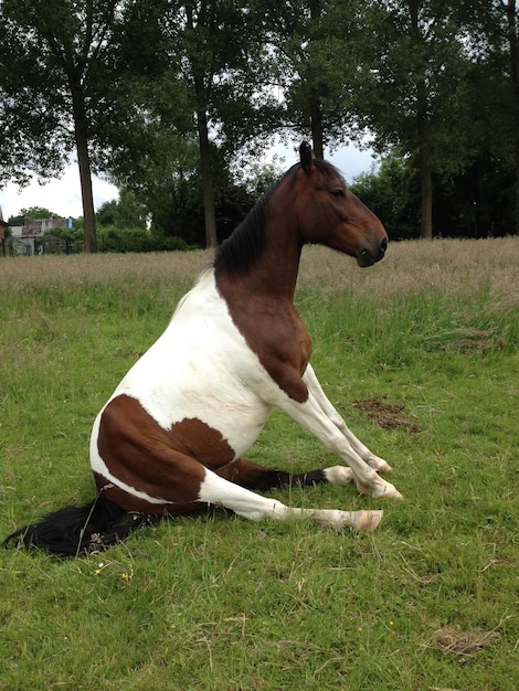 Paard zit op het veld.