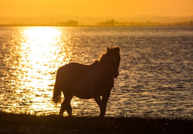 Foto paard zonsondergang bakground