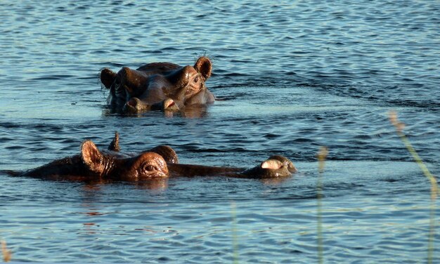 Foto paard zwemt in het water.