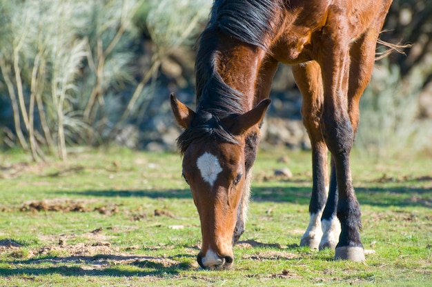 Paard