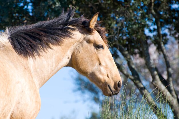 Paard