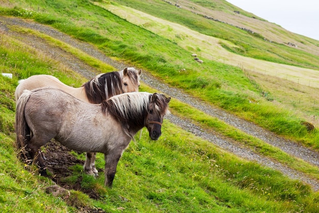 Paard