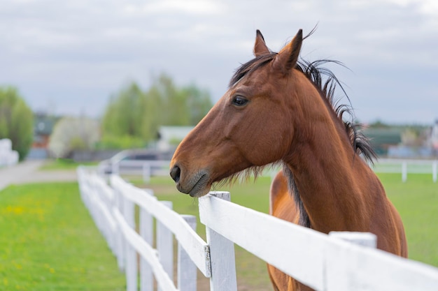 Paard