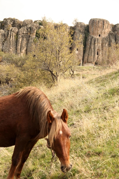 Paard