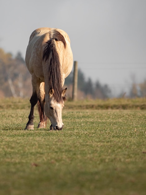 Paard