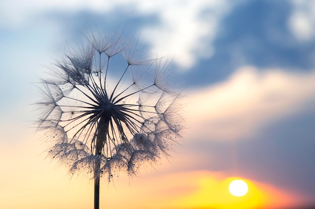 Paardebloem afgetekend tegen de avondlucht Natuur en plantkunde van bloemen