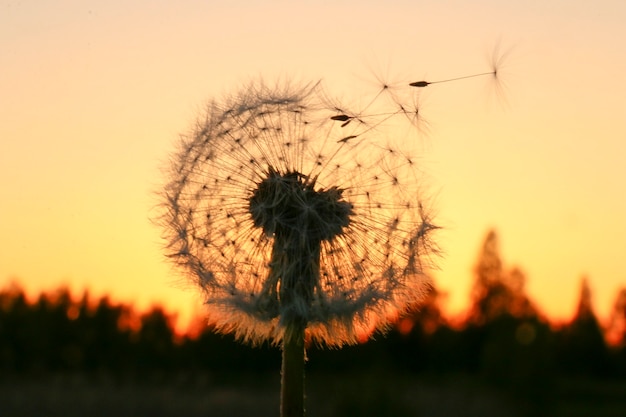 Paardebloem bij zonsondergang