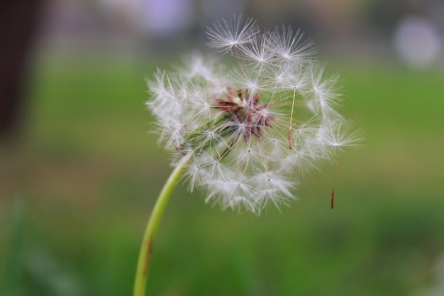 Paardebloem Bloem behang Foto