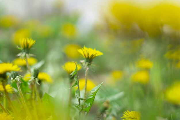 paardebloem bloem kleine details goed gedaan