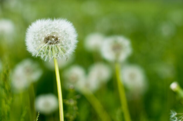 Paardebloem bloemen