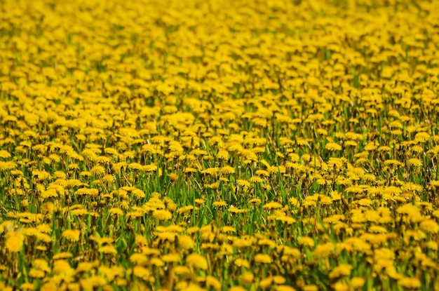 Paardebloem bloemenweide