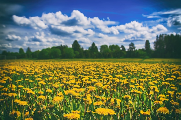 Paardebloem bloemenweide