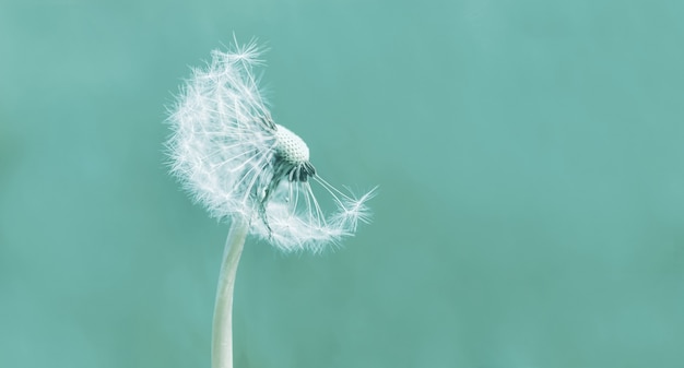 Foto paardebloem blowball op groene achtergrond, paardebloem hoofd met zaden