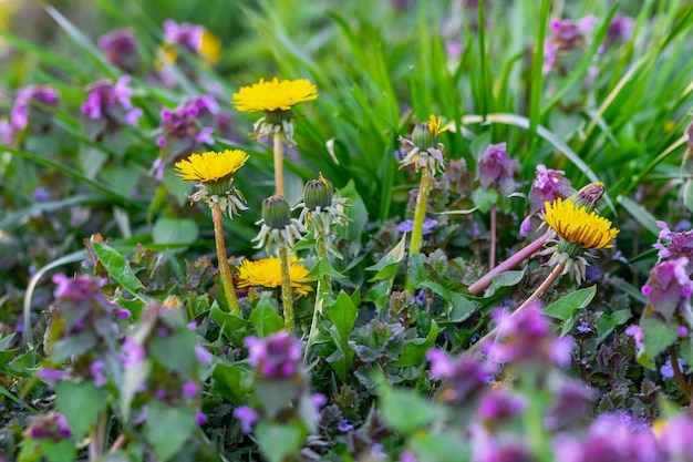 Paardebloem en brandnetel bloeien in de wei tussen het gras