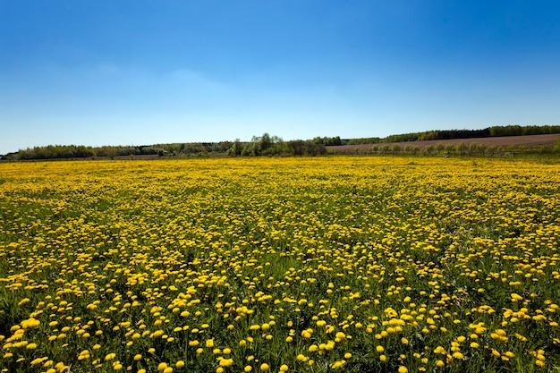 paardebloem gebied