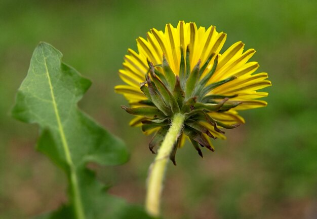 Paardebloem geel