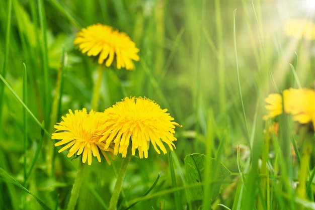 Paardebloem gele bloemen