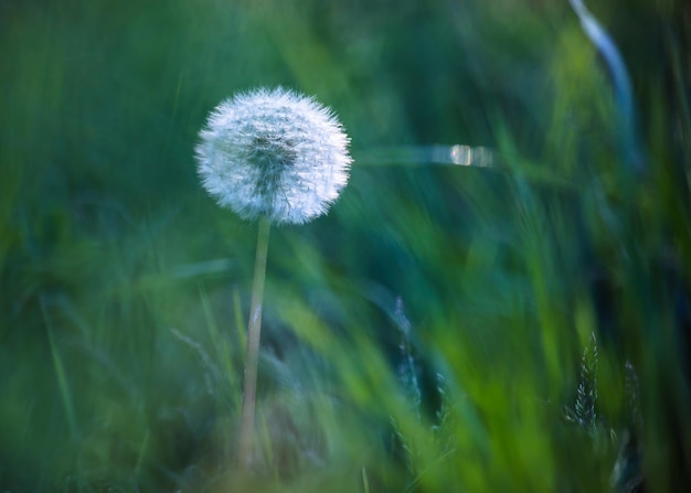 Paardebloem in de natuur