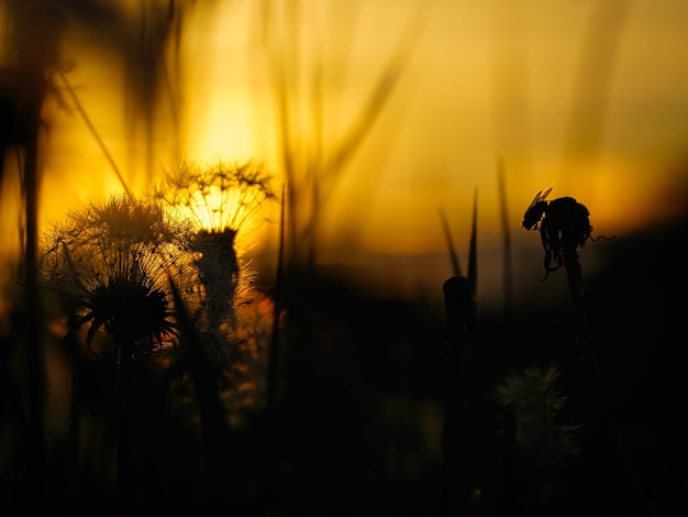 Paardebloem in de zonsondergang met mooie bokeh Licht breekt door de bloem