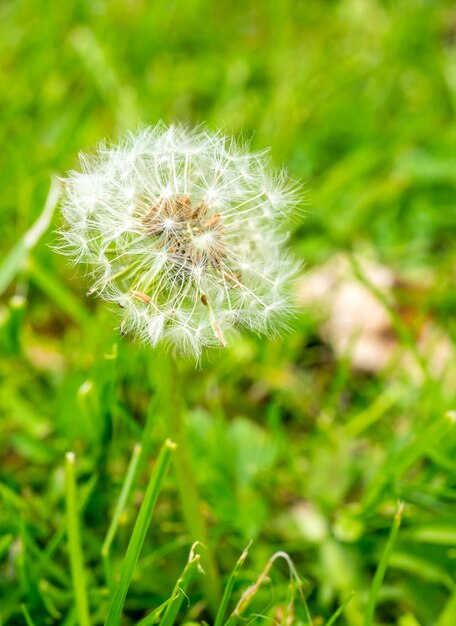 Paardebloem in openluchtpark