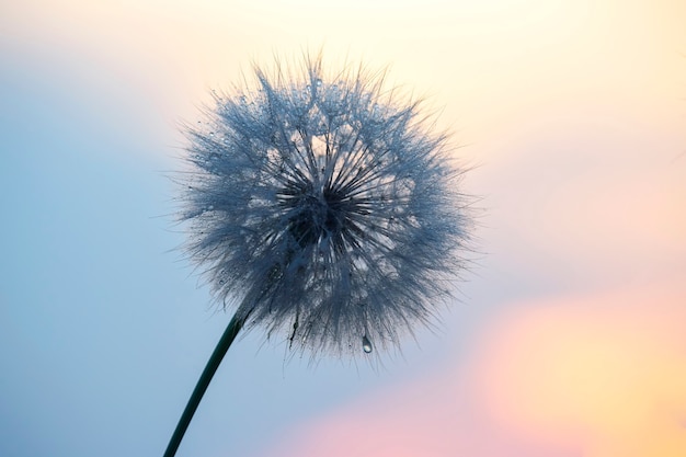 Paardebloem in tegenlicht met ochtenddauwdruppels. Natuur en bloemenbotanie