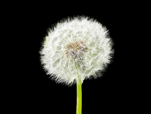 Paardebloem met witte floaties geïsoleerd op zwarte achtergrond Pappus Seed head