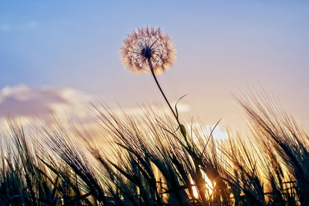 Paardebloem onder het gras tegen de avondrood. Natuur en plantkunde van bloemen