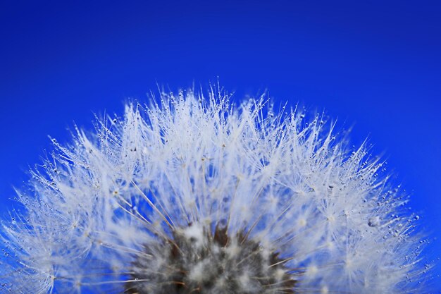 Paardebloem op blauwe macro als achtergrond