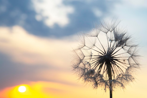 paardebloem op de achtergrond van de ondergaande zon. Natuur en bloemenbotanie