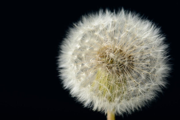 Paardebloem op donkere achtergrond