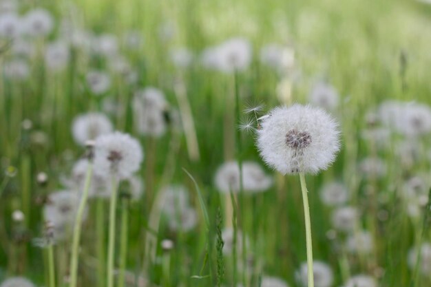 Paardebloem op gras in zonnige weide