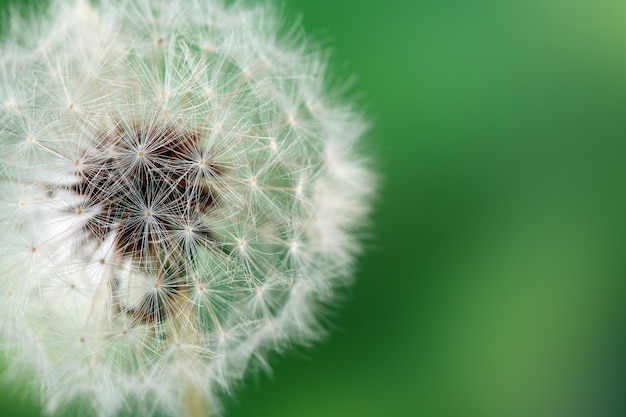 Paardebloem op groen