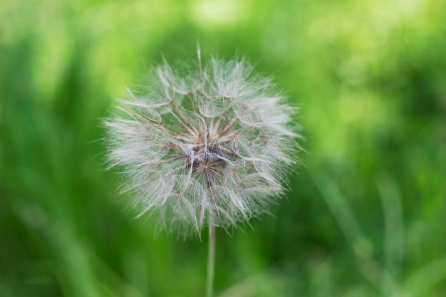 Paardebloem op groene achtergrond