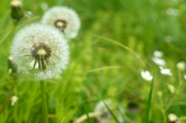 Paardebloem op het gras. Gras achtergrond