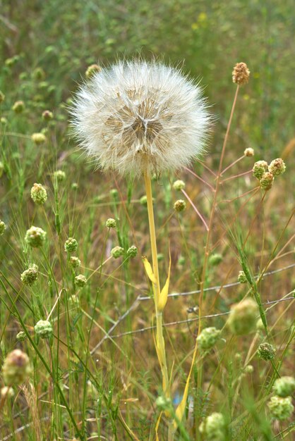 Paardebloem plant in de weide op een zonnige dag.