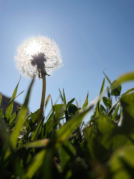 Paardebloem uitgelijnd met de achtergrondverlichting van de zon