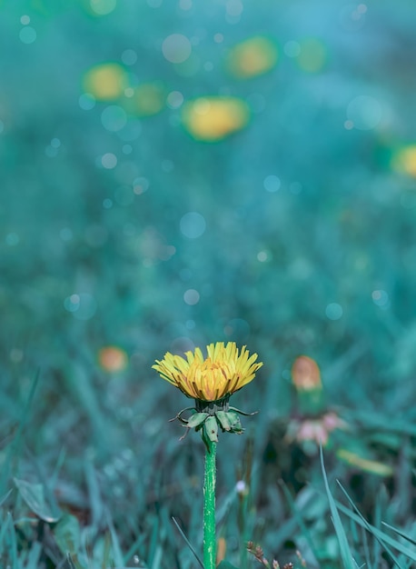 Paardebloem wilde bloemen op het platteland op lentedag met onscherpe achtergrond