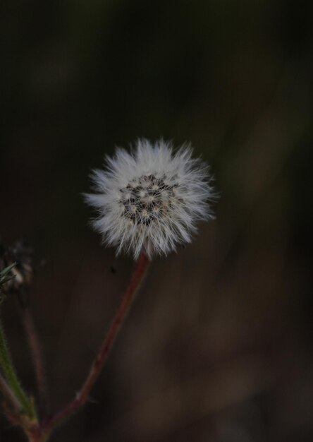 paardebloem zaad hoofd