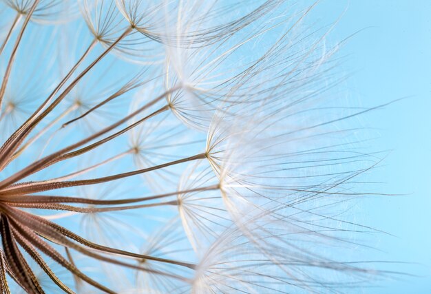 Foto paardebloem zaden close-up blazen op blauwe hemel