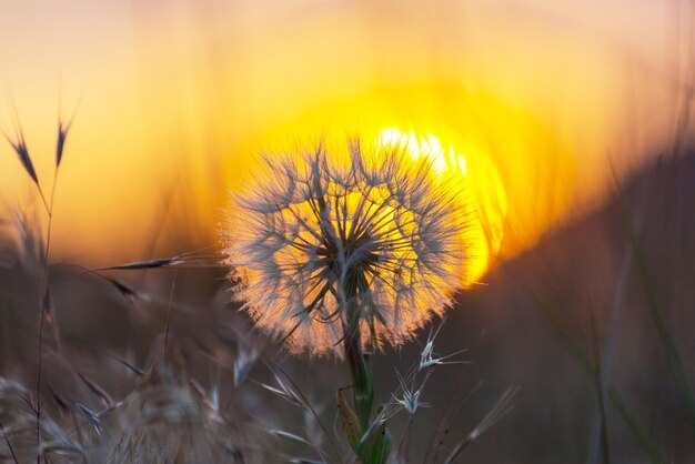 paardebloem