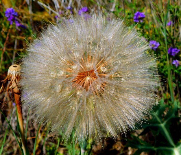 Foto paardebloembal op een macro